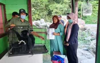 Satu ekor owa siamang yang sebelumnya dipelihara warga, kini telah diserahkan kepada BKSDA Sumatera Utara. | Foto: Istimewa/Mistar