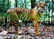 Tim Gabungan Pasang Tiga Perangkap Harimau Sumatera