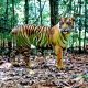 Ilustrasi harimau sumatera (Panthera tigris sumatrae). | Foto: Waykambas