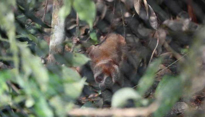 Enam Kukang Sumatera Kembali ke Alam Bebas