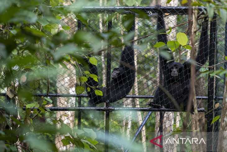 Dua ekor owa siamang berhasil dilepasliarkan ke Suaka Margasatwa Dangku. | Foto: Antara