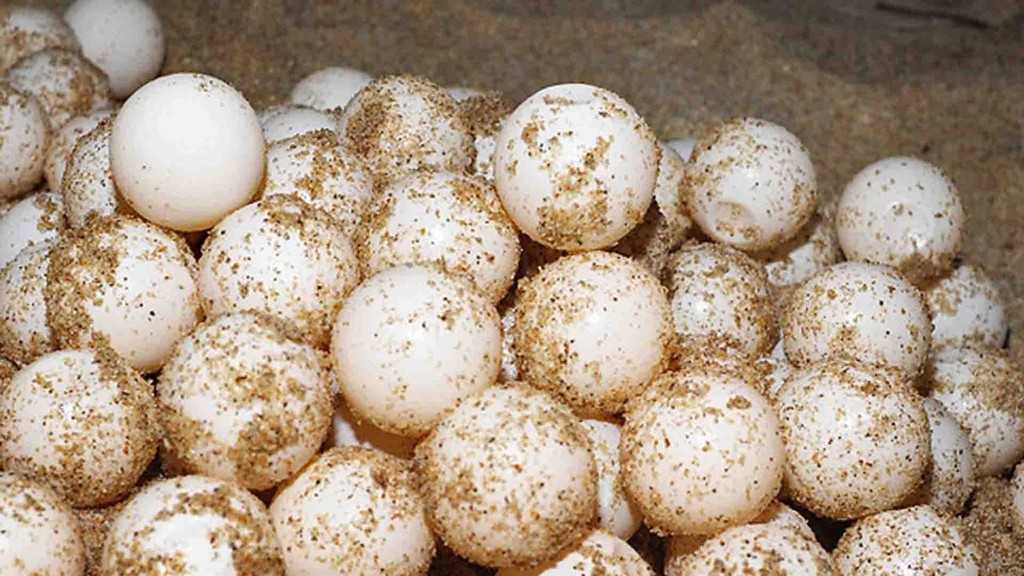 Ilustrasi puluhan telur yang berasal dari penyu, salah satu satwa dilindungi. | Foto: Kumparan