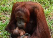 Bumi Tambun Bungai, Habitat dengan Populasi Orangutan Terbesar di Indonesia