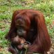 Seekor bayi orangutan kalimantan yang lahir di Suaka Margasatwa Lamandau, Kalimantan Tengah, dari induk orangutan bernama Max. | Foto: Dok. KLHK