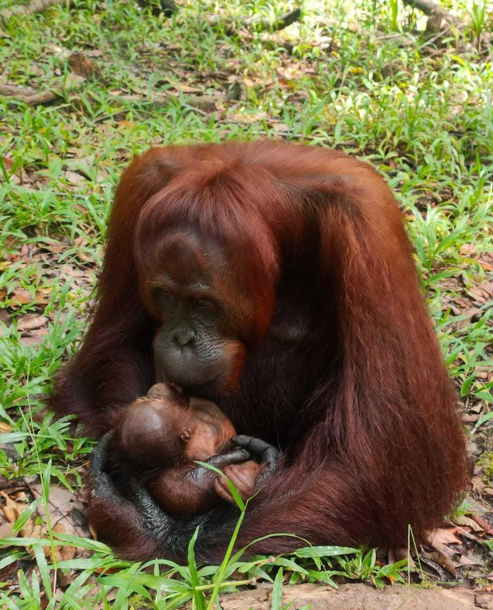 Seekor bayi orangutan kalimantan yang lahir di Suaka Margasatwa Lamandau, Kalimantan Tengah, dari induk orangutan bernama Max. | Foto: Dok. KLHK