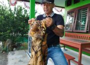 Tragedi Harimau Sumatera: Hidup Dijagal, Mati Dijual (2)