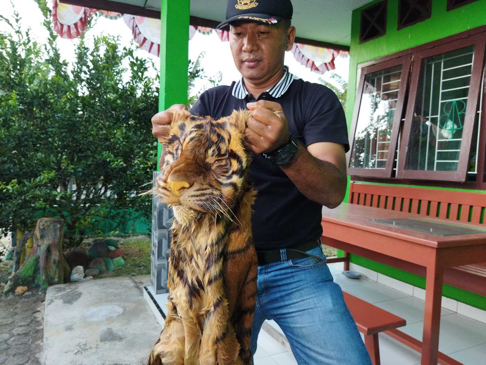 Petugas Resort TNKS Mukomuko Provinsi Bengkulu menunjukkan barang bukti harimau sumatera yang terkena jerat pemburu. | Foto: Harry Siswoyo/Ekuatorial