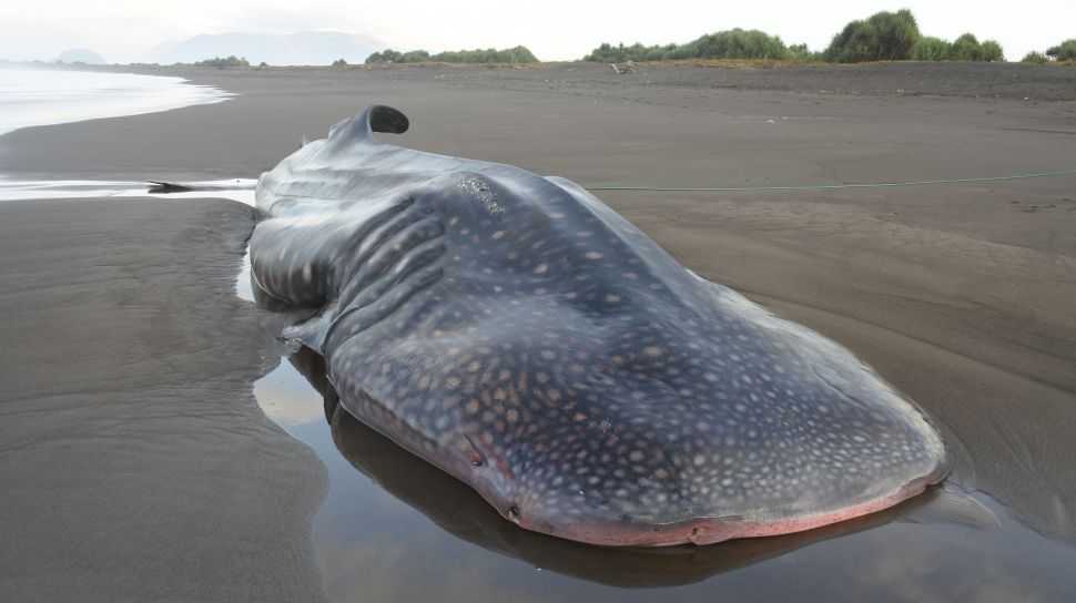 Seekor hiu paus atau tutul kembali ditemukan mati di wilayah perairan selatan Jember. | Foto: Seno/Antara