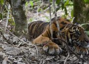 Berstatus Terancam Punah, Harimau Diduga Memangsa Ternak Warga