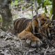 Ilustrasi harimau sumatera (Panthera tigris sumatrae). | Foto: Antara