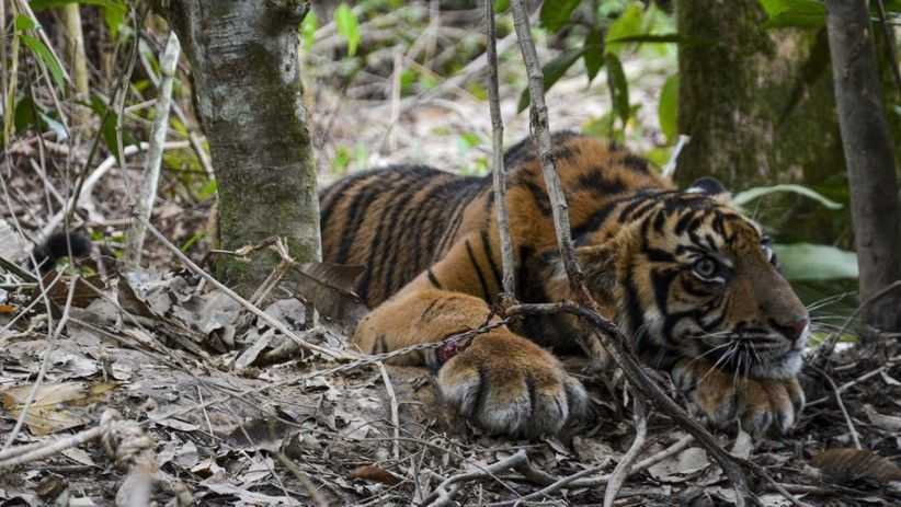 Ilustrasi harimau sumatera (Panthera tigris sumatrae). | Foto: Antara