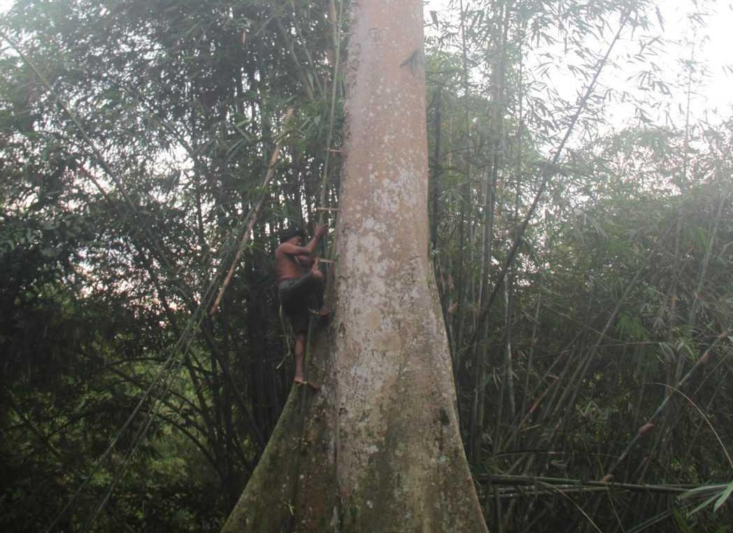 Mawi, mantan pemburu harimau yang kini membantu pembersihan jerat harimau di hutan. Mawi mengganti mata pencahariannya dengan berburu madu sialang di hutan. Ia terlatih memanjat pohon Sialang dengan ketinggian lebih dari 30 meter. | Foto: Harry Siswoyo/Ekuatorial