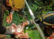Mahasiswa Temukan Pemburu Menguliti Landak Jawa di Gunung Sulah