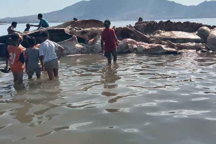 Seekor paus biru berbobot puluhan ton ditemukan mati di Perairan Desa Bagang, Kecamatan Pantar Tengah, Kabupaten Alor, Nusa Tenggara Timur. | Foto: DKP Wilayah Kabupaten Alor