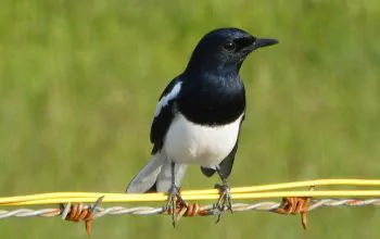 Ilustrasi seekor burung kacer (Copsychus saularis). | Foto: Sander Wijsman/Observation.org