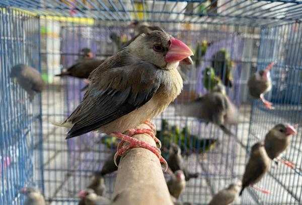 Satwa liar jenis aves berhasil diamankan. | Foto: Pool\iNewsSurabaya