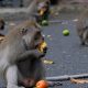 Ilustrasi monyet ekor panjang memakan saat buah-buahan. | Foto: Nyoman Hendra Wibowo/Antara Foto