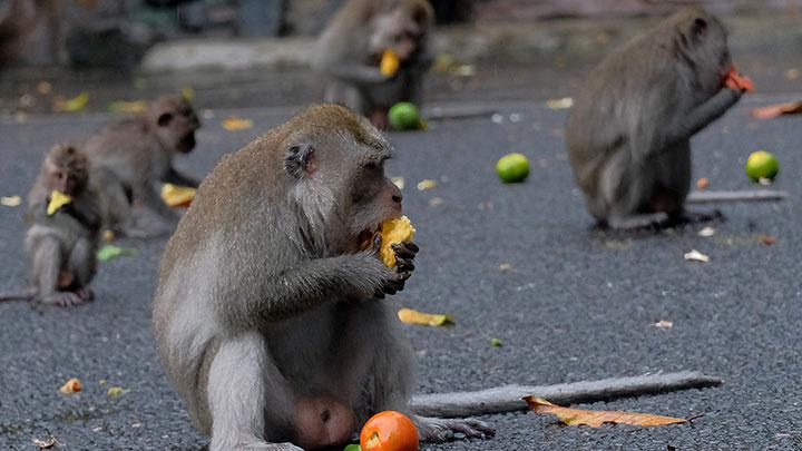 Ilustrasi monyet ekor panjang memakan saat buah-buahan. | Foto: Nyoman Hendra Wibowo/Antara Foto
