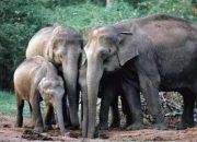 Mampir ke Dapur Warga, Gajah Diduga Mencari Makan