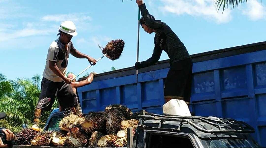 Angkut muat buah sawit, yang kemudian siap untuk dijual, selepas pemanenan di salah satu perusahaan perkebunan kelapa sawit terbesar di Kabupaten Barito Kuala. | Foto: Dok. Rdy