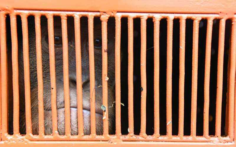 Seekor orangutan sumatera berhasil ditranslokasi ke Sumatera Utara. | Foto: Fransisco Carolio/Antara