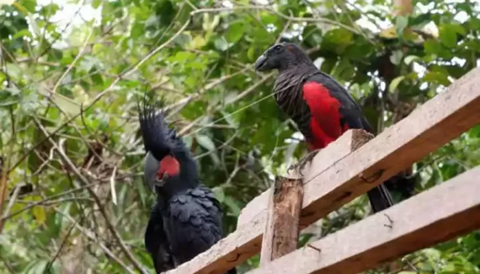 Sebelum Dilepasliarkan, 17 Burung Liar Jalani Masa Habituasi