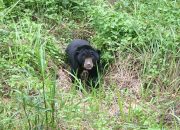 Keluar Hutan, Habitat Beruang Madu Terdesak Persawitan