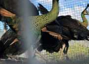 Delapan Ekor Burung Merak Kembali ke Habitat