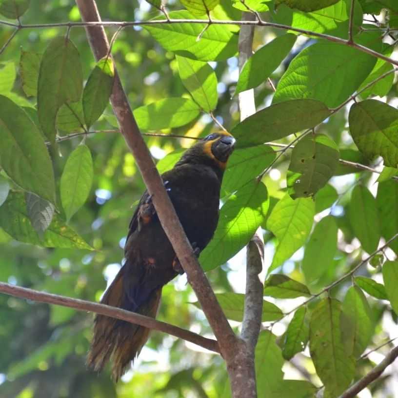 Seekor burung nuri coklat. | Foto: Dok. BBKSDA Papua