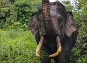 Warga Minta BKSDA Giring Gajah Sumatera ke Rimba
