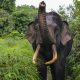Ilustrasi seekor gajah sumatera. | Foto: Novie Sartyawan/WWF