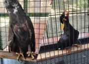 Ahmad Serahkan Peliharaan Burung Beo dan Elang Dilindungi ke BKSDA