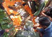 Alami Infeksi Akibat Jerat, Harimau dalam Proses Pemulihan