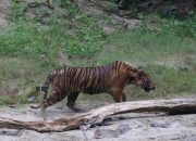 Lhokbe Si Harimau Dilepasliarkan di Kawasan Hutan Gunung Leuser