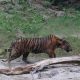 Harimau sumatera dikembalikan ke habitat alami di Taman Nasional Gunung Leuser, Kamis (18/18). | Foto: Dok. BKSDA Aceh