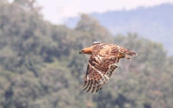 Burung elang jawa bernama Ragil terbang bebas di alam liar. | Foto: Dok. KLHK