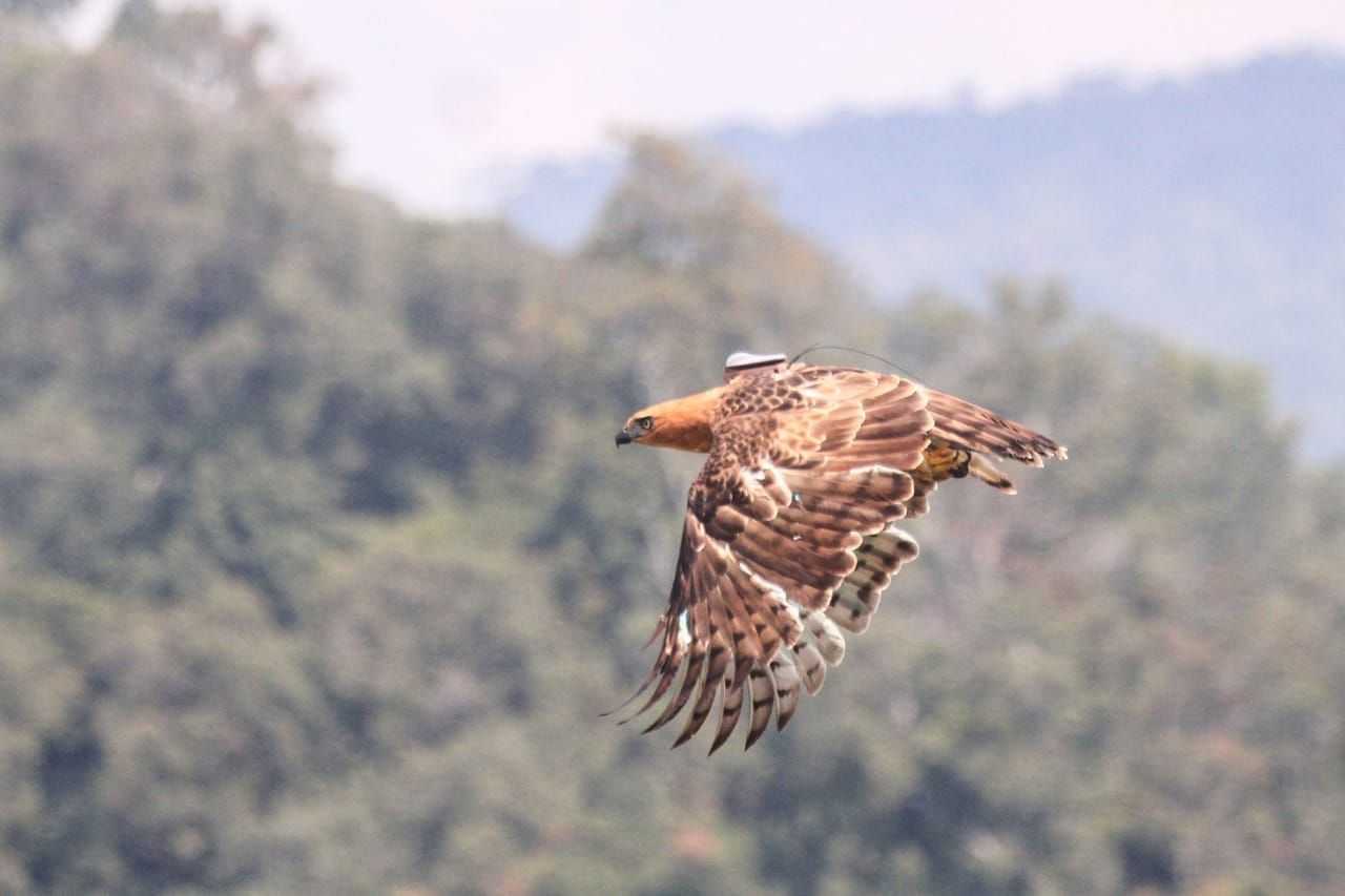 Burung elang jawa bernama Ragil terbang bebas di alam liar. | Foto: Dok. KLHK
