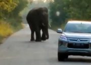Seekor Gajah Mengadang Mobil yang Melintas di Areal Pertamina