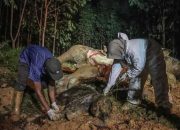 Diduga Keracunan Nanas, Gajah Bunting Mati di Areal Konsesi
