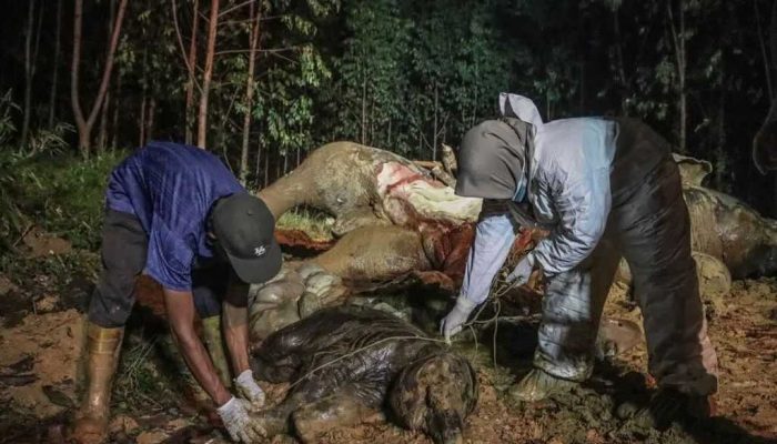 Diduga Keracunan Nanas, Gajah Bunting Mati di Areal Konsesi