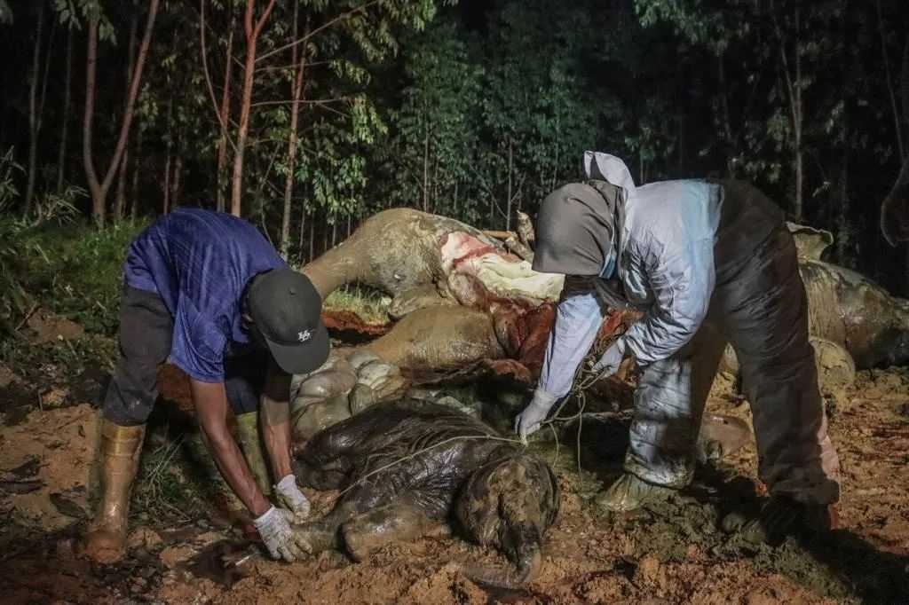 Gajah sumatera mati bersama bayi jantan yang ada dalam perutnya di areal PT Riau Abadi Lestari. | Foto: Dok. BBKSDA Riau 