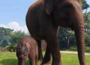 Menyambut HUT RI, Seekor Bayi Gajah Lahir di Lembaga Konservasi