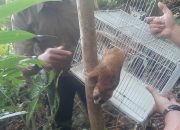 Empat Ekor Kukang Dilepas Liar di Cagar Alam Maninjau