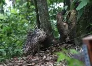 16 Ekor Landak Jawa Hasil Sitaan Dilepasliarkan