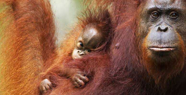 Gambar orangutan (Pongo). | Foto: WWF Indonesia