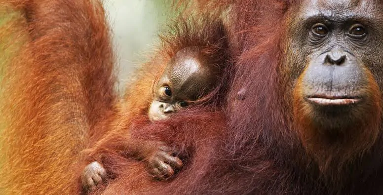 Gambar orangutan (Pongo). | Foto: WWF Indonesia