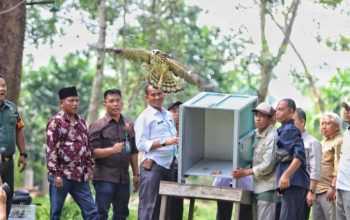 Burung elang brontok saat diterbangkan ke alam bebas di TWA Buluh Cina, Riau. | Foto: Dok. BKSDA