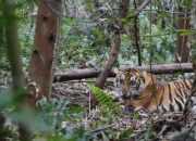 Raja Desak BKSDA Pasang Perangkap Harimau Sumatera