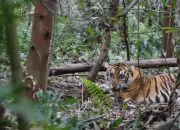 Raja Desak BKSDA Pasang Perangkap Harimau Sumatera