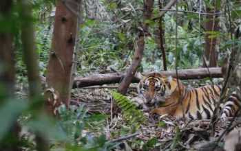 Ilustrasi harimau sumatera (Panthera tigris sumatrae). | Foto: Tagar id